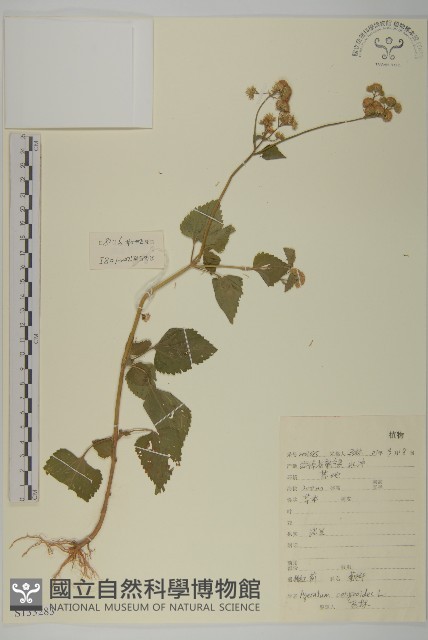 霍香薊藏品圖，第1張