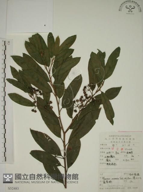 鈍齒鼠李藏品圖，第1張