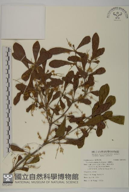 小葉欖仁藏品圖，第1張