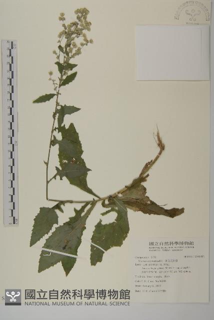 薄葉艾納香藏品圖，第1張