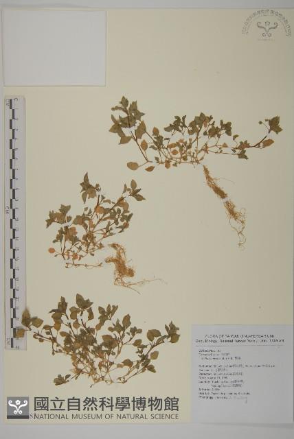 繁縷藏品圖，第1張