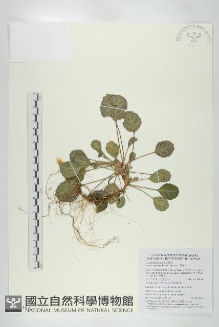 裂緣花藏品圖，第1張