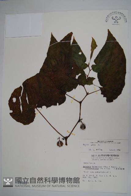 圓果秋海棠藏品圖，第1張