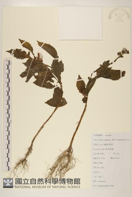 野茼蒿藏品圖，第1張