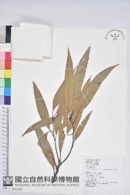 捲斗櫟藏品圖，第1張