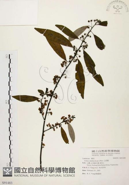 山胡椒藏品圖，第1張