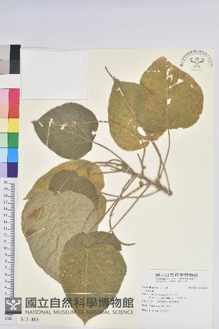 登錄號:S131483藏品圖，第1張