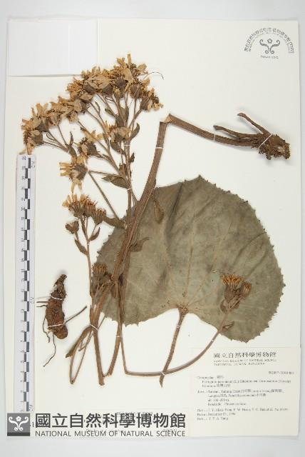 山菊藏品圖，第1張