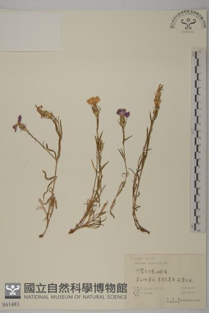 簇莖石竹藏品圖，第1張