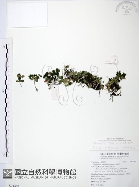 小椒草藏品圖，第1張