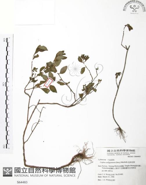 克非亞草藏品圖，第1張