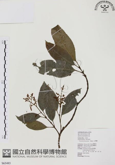 山香圓藏品圖，第1張