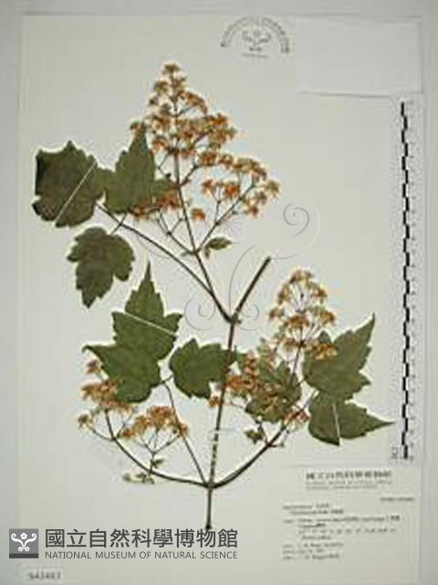 串鼻龍藏品圖，第1張