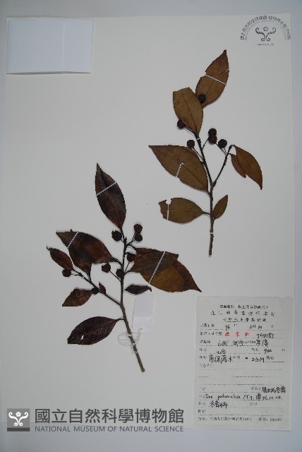刻脈冬青藏品圖，第1張