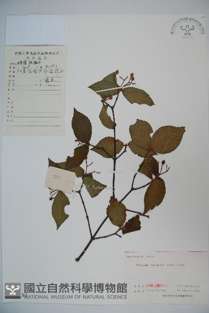 宜昌莢迷藏品圖，第1張