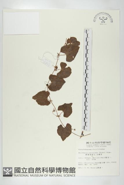 黑果馬交兒藏品圖，第1張