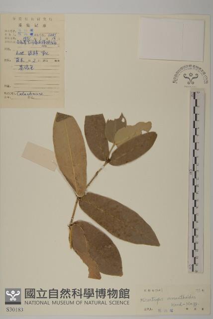 木犀假衛矛藏品圖，第1張