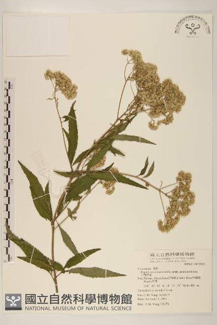 台灣澤蘭藏品圖，第1張