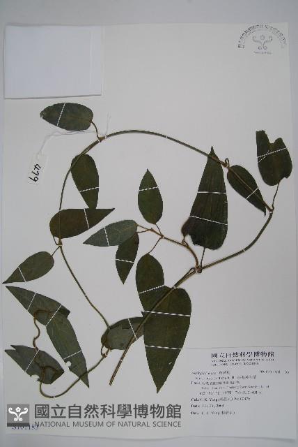 絨毛芙蓉蘭藏品圖，第1張