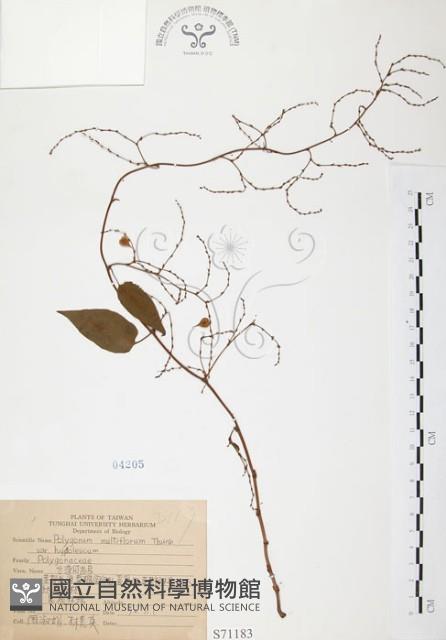 臺灣何首烏藏品圖，第1張