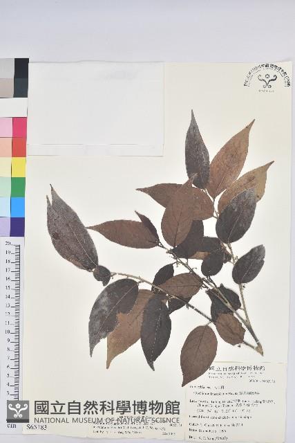 披針葉饅頭果藏品圖，第1張