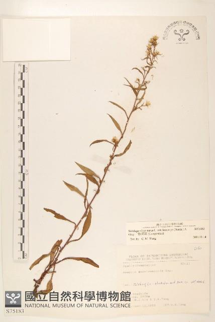 一枝黃花藏品圖，第1張