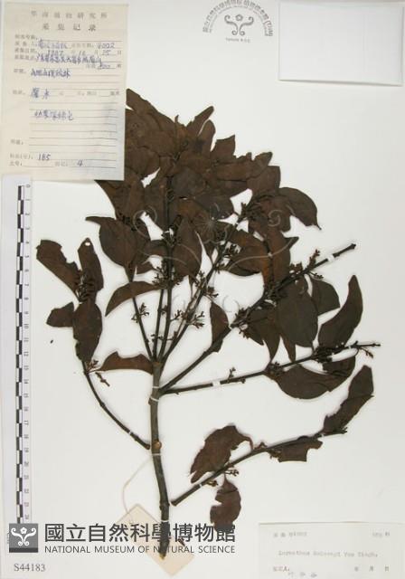 椆樹桑寄生, 大葉榿寄生藏品圖，第1張