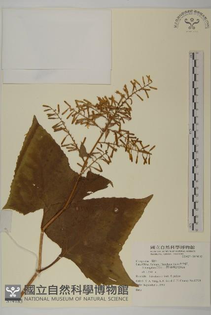 登錄號:S074183藏品圖，第1張