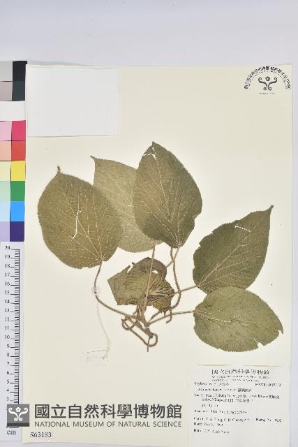 紅頭鐵莧、蘭嶼鐵莧藏品圖，第1張