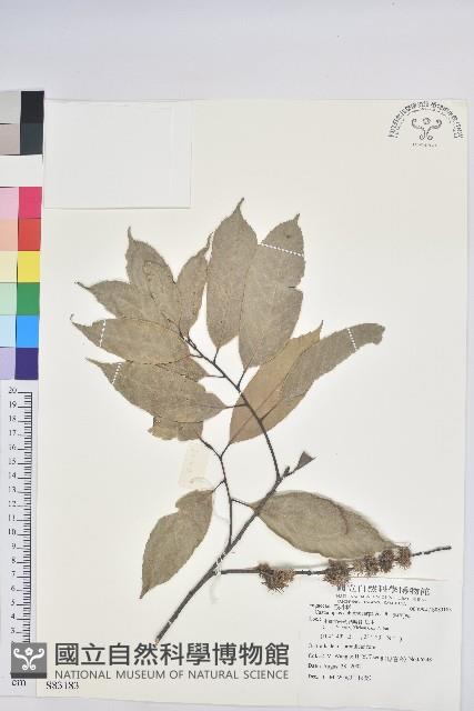 短刺栲藏品圖，第1張