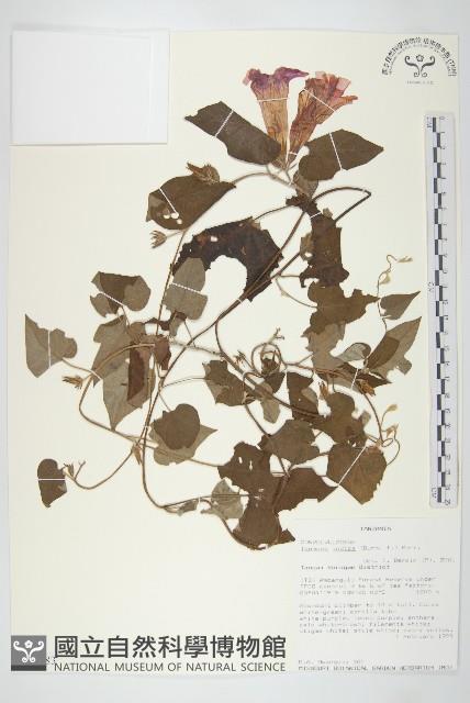 銳葉牽牛藏品圖，第1張