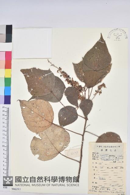 白匏子藏品圖，第1張