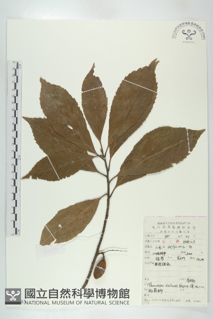 冬桃藏品圖，第1張
