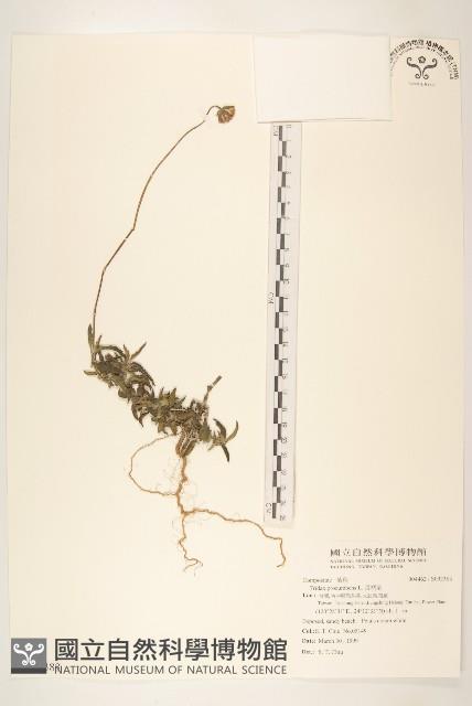 長柄菊藏品圖，第1張