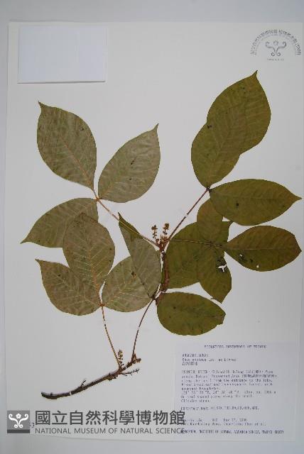 臺灣藤漆藏品圖，第1張