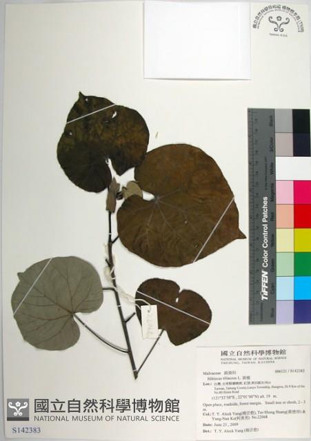 黃槿藏品圖，第1張