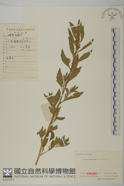 臭杏、土荊芥藏品圖，第1張