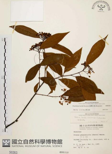 臺灣石楠藏品圖，第1張