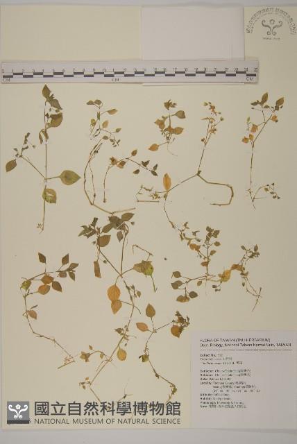 繁縷藏品圖，第1張