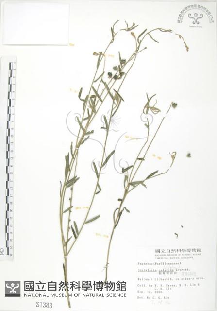 線葉野百合藏品圖，第1張