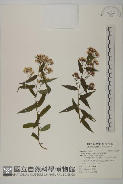 臺灣山白蘭藏品圖，第1張