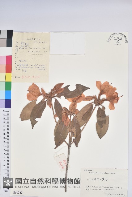 鹿角杜鵑、西施花、青紫木藏品圖，第1張