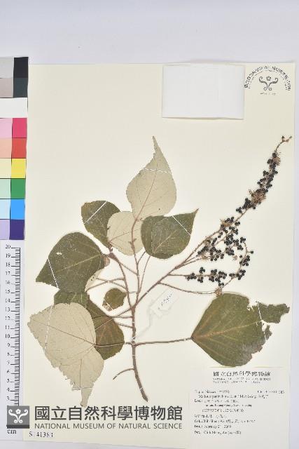 白匏子藏品圖，第1張