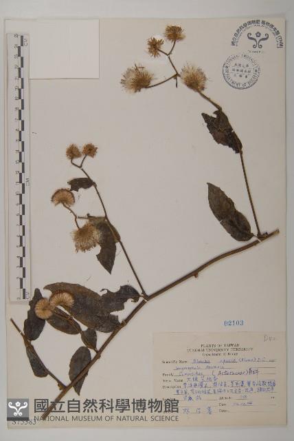 大頭艾納香藏品圖，第1張