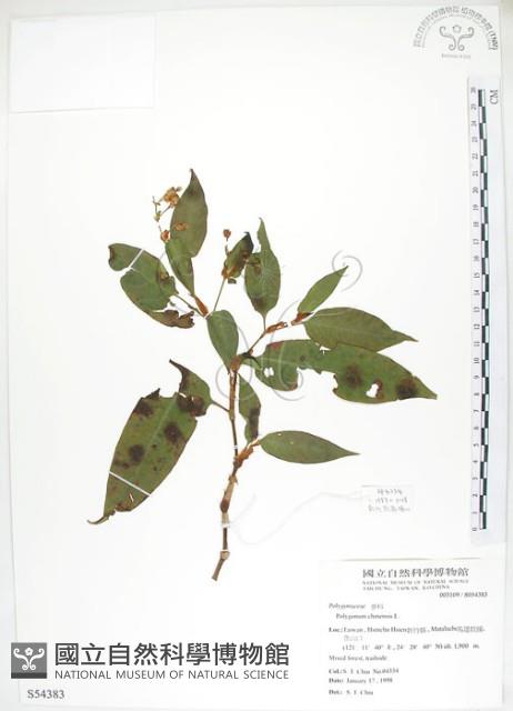 登錄號:S054383藏品圖，第1張