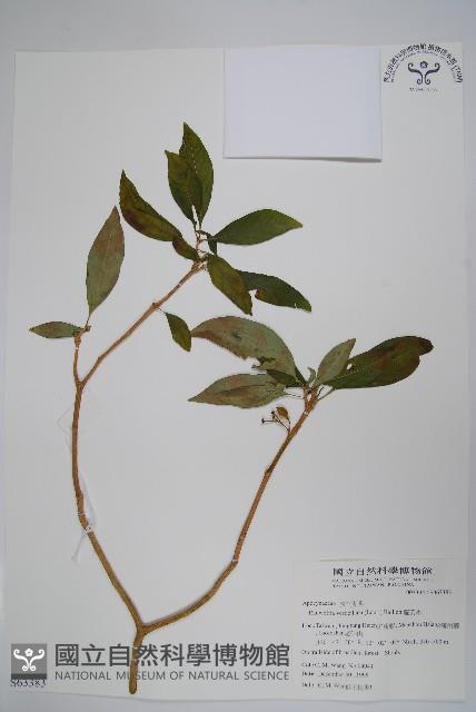 蘿芙木藏品圖，第1張