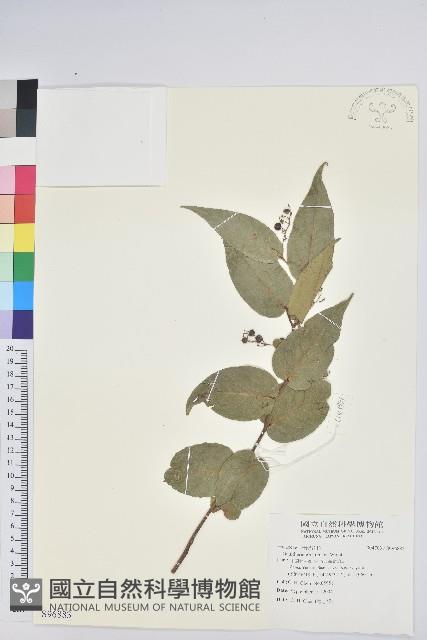 尾葉白珠藏品圖，第1張