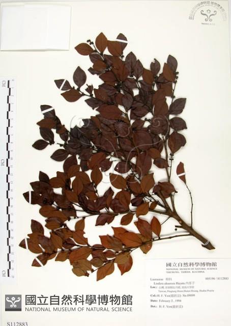 內苳子藏品圖，第1張