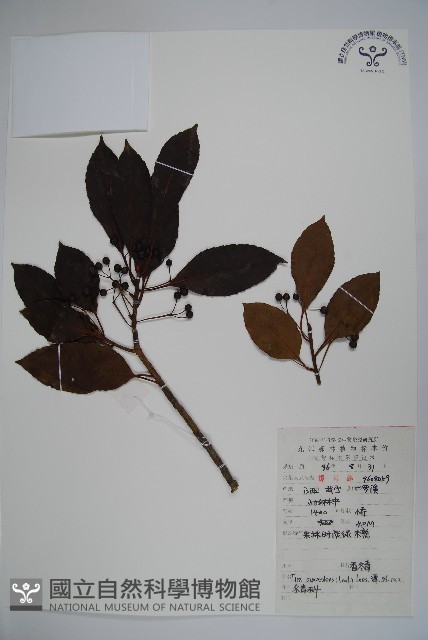 香冬青藏品圖，第1張