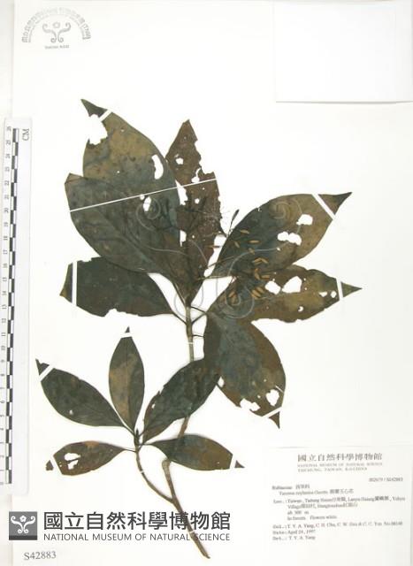 錫蘭玉心花藏品圖，第1張